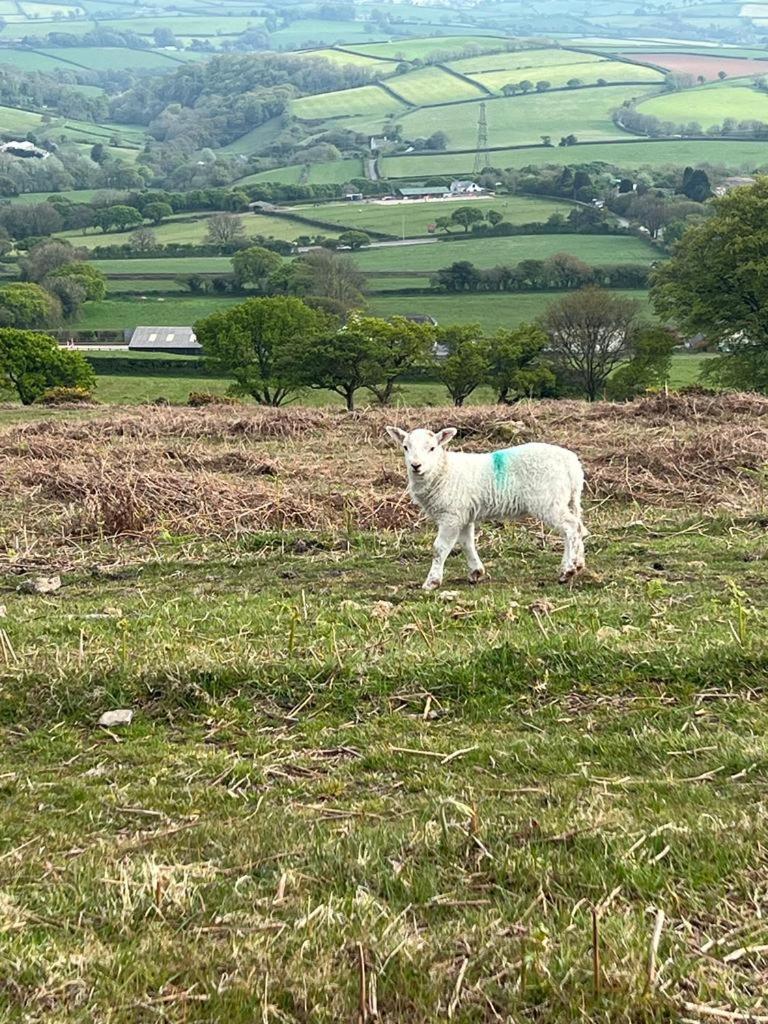 تافيستوك The Old Post House - Historic Dartmoor Home المظهر الخارجي الصورة